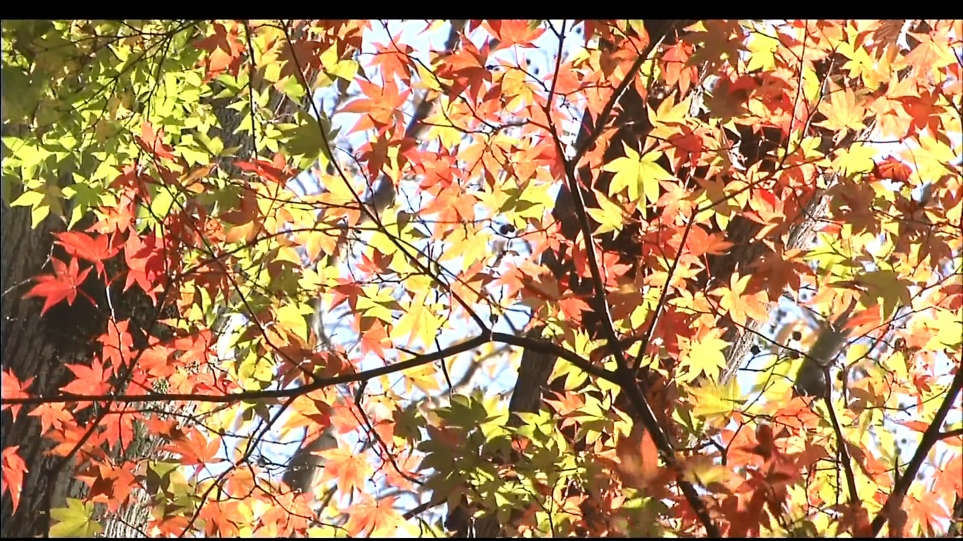 さわやかウインドー「京都西山　もみじの小径（みち）」b.jpg