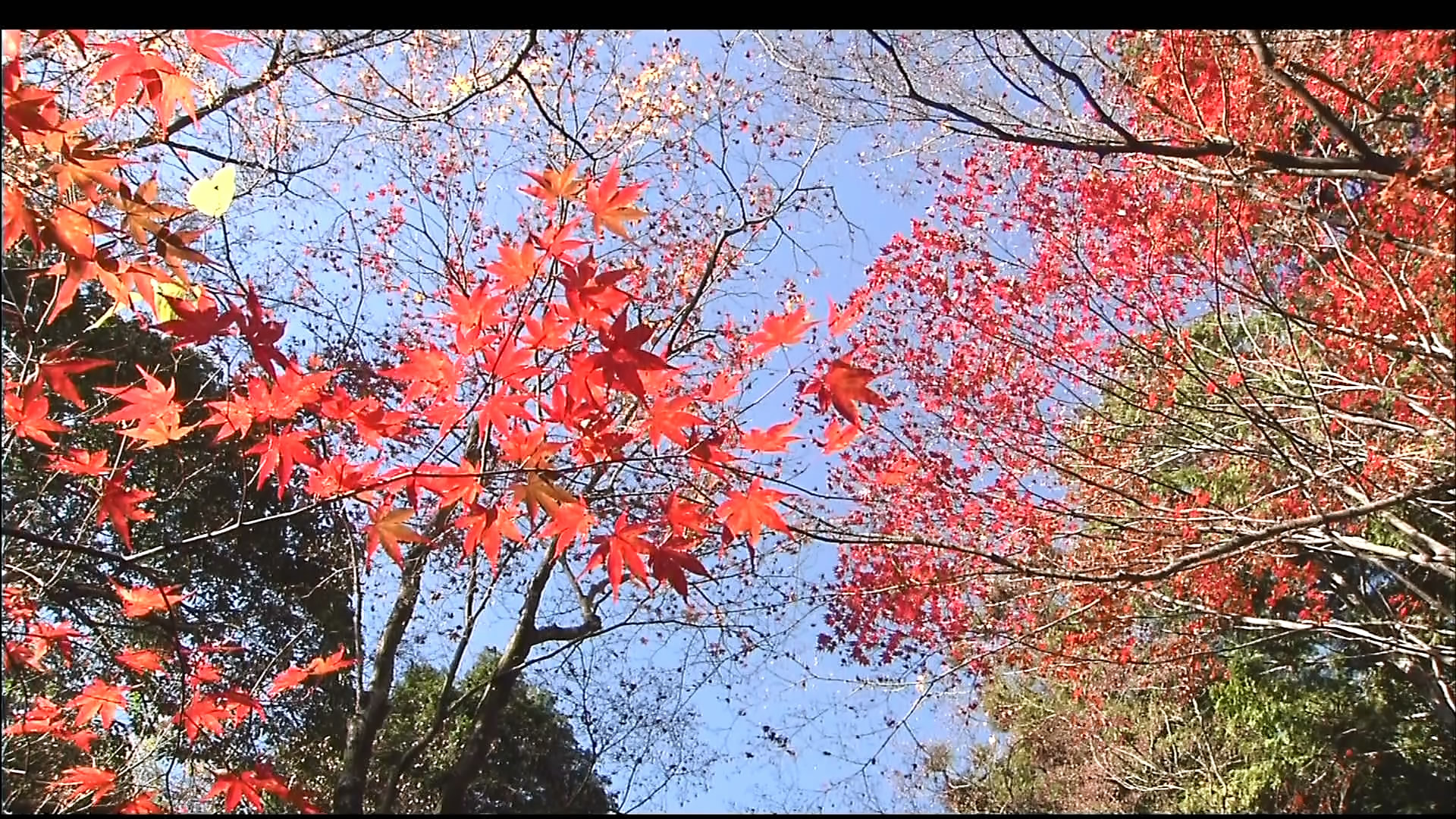 さわやかウインドー「京都西山　もみじの小径（みち）」e.jpg