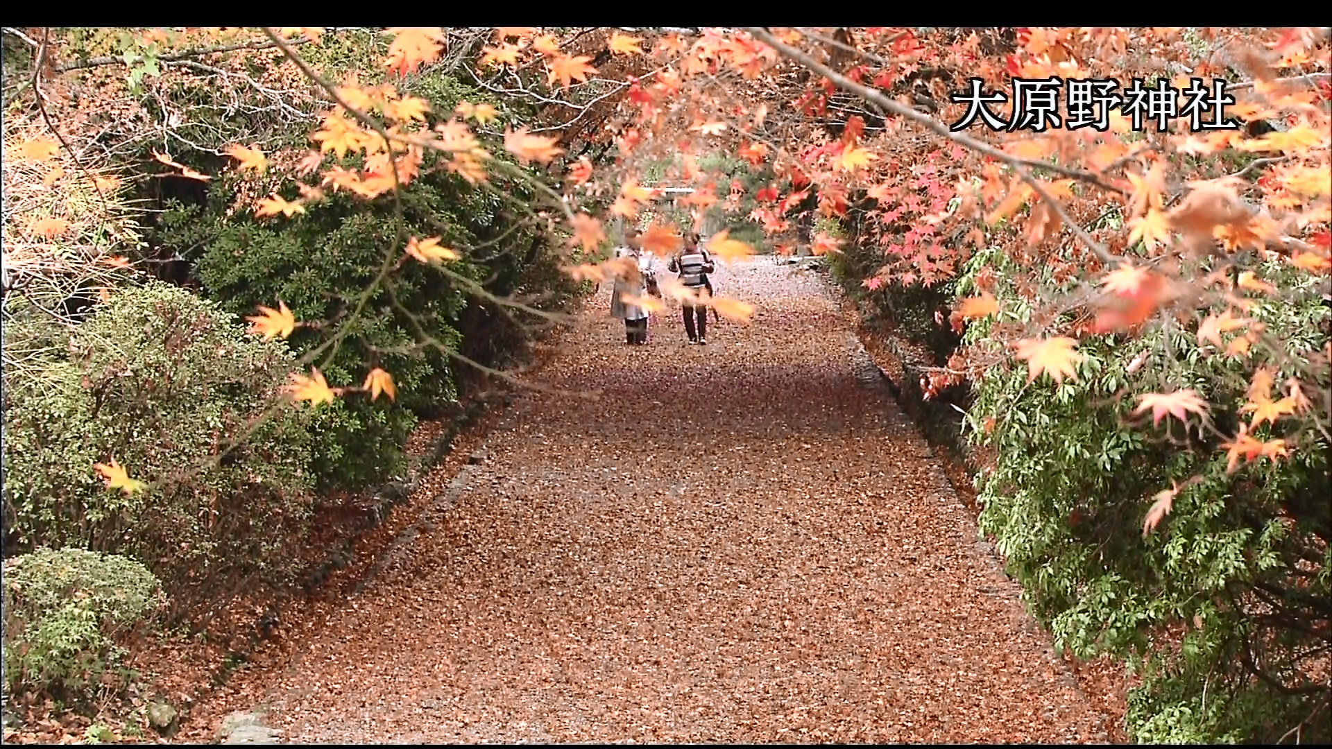 さわやかウインドー「京都西山　もみじの小径（みち）」h.jpg