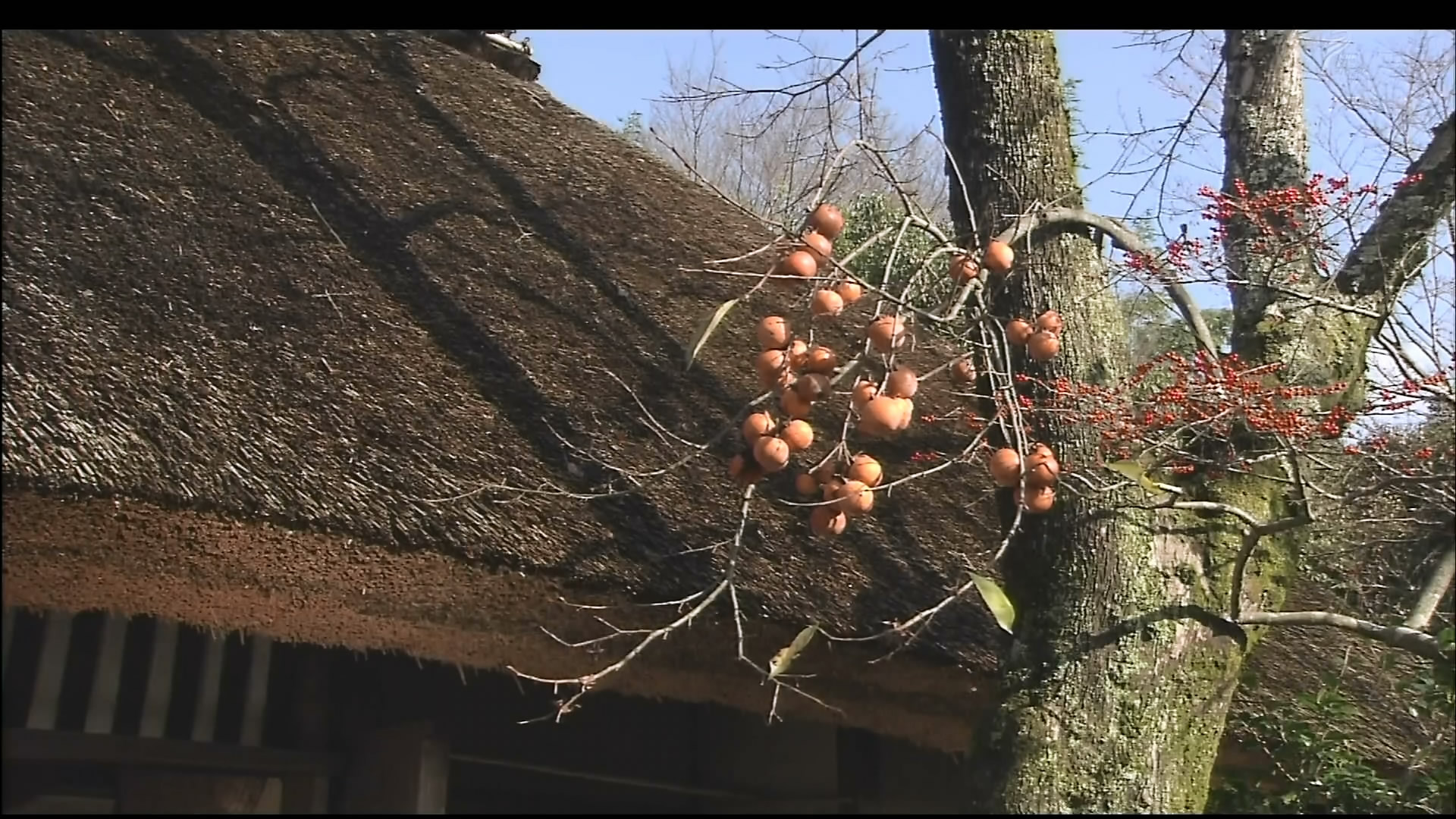 さわやかウインドー「京都　嵯峨野路」i.jpg