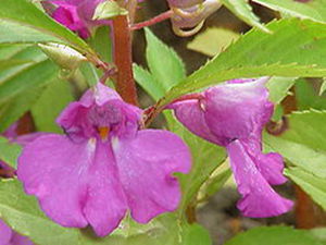 250px-Impatiens_balsamina0.jpg