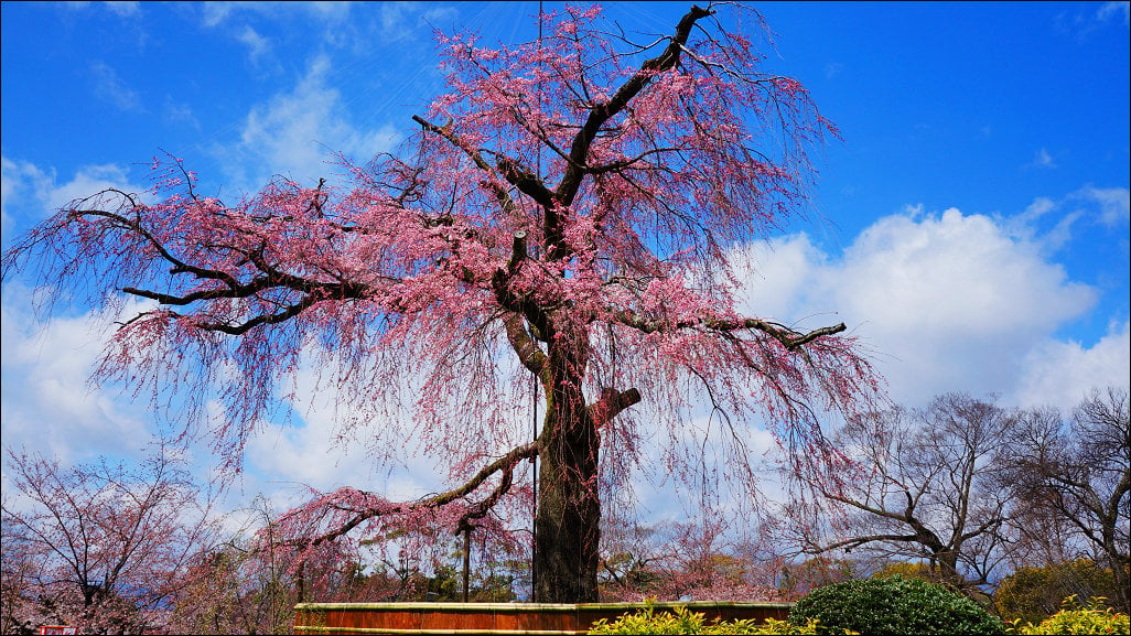 圆山公园