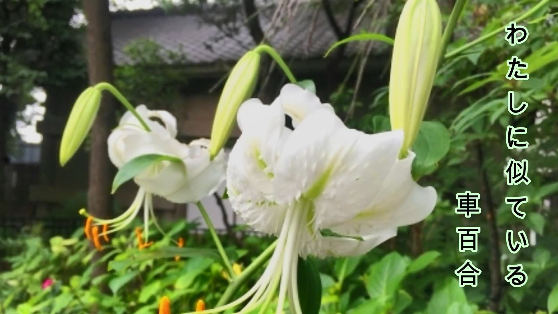 霧の碓氷峠 &#9834;水森かおり f.jpg