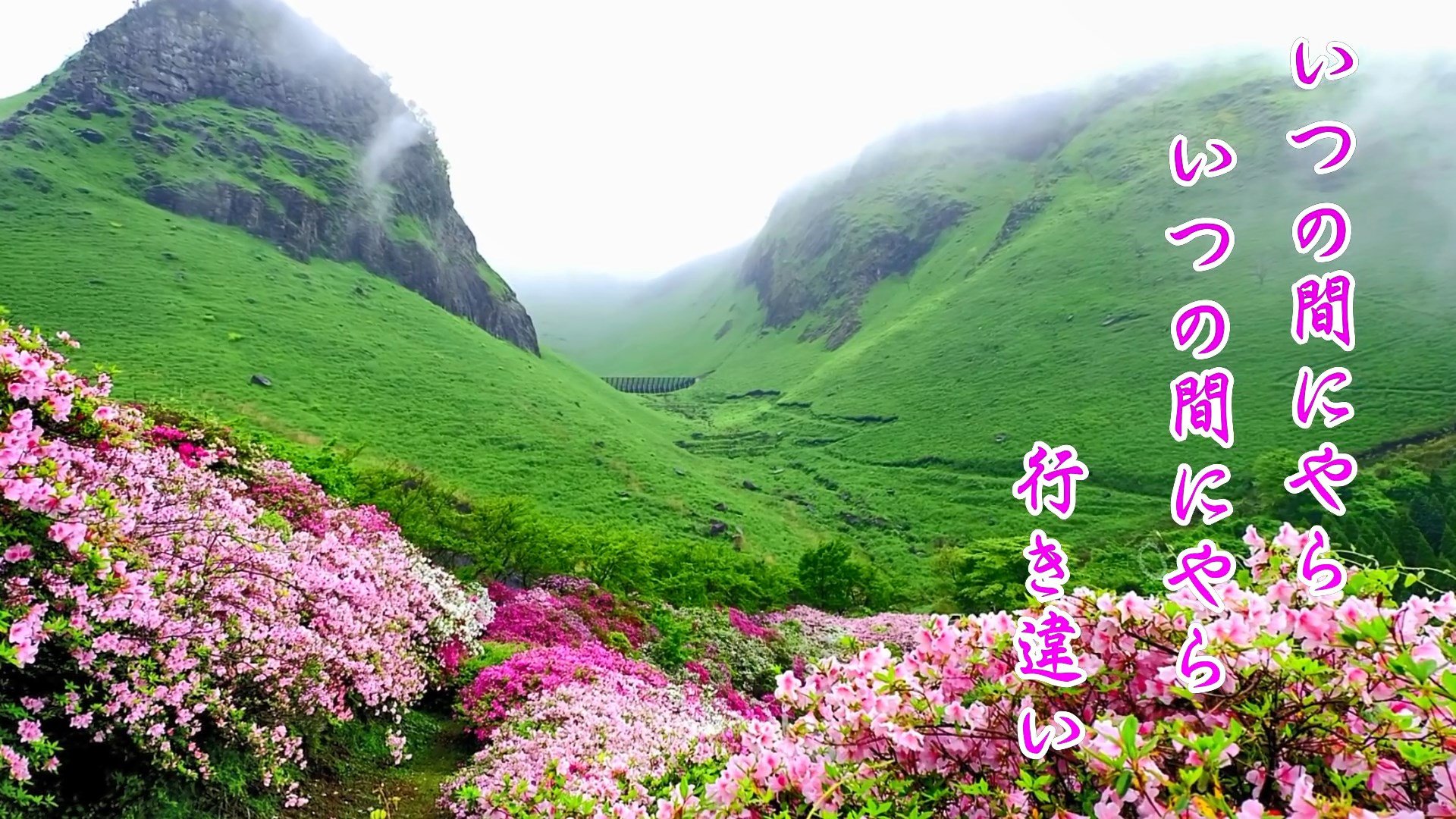 高遠さくら路  &#9834;水森かおり f.jpg