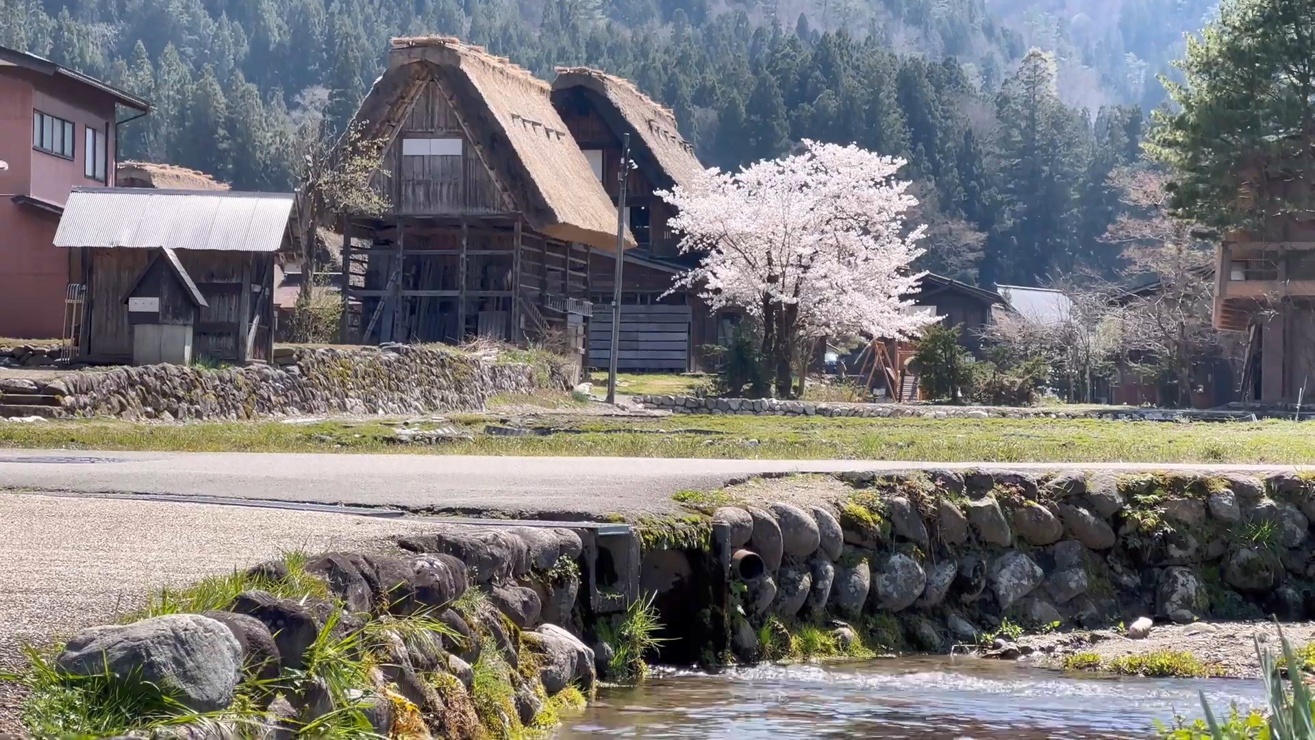 桜咲く白川郷の春　Spring in Shirakawago with cherry blossoms .jpg