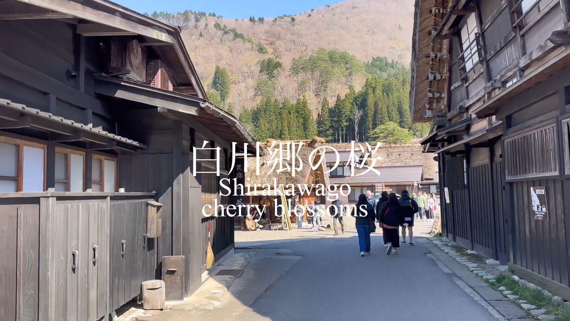 桜咲く白川郷の春　Spring in Shirakawago with cherry blossoms a~1 .jpg