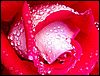 rose2_015.jpg