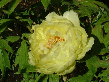 Peony4-hainuin.jpg