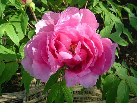 Peony5-baihuadian.jpg