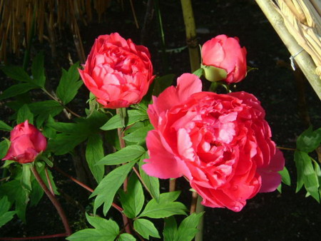 Peony1-donghongguang.jpg