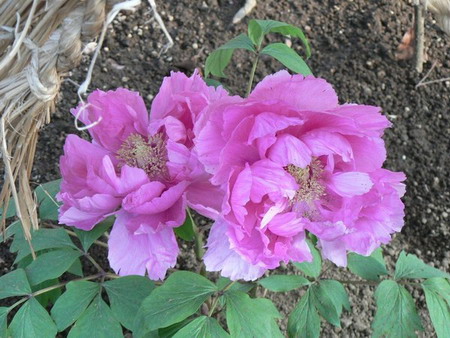 Peony2-yachiyo.jpg