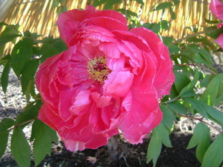 Peony3-kinokawa.jpg