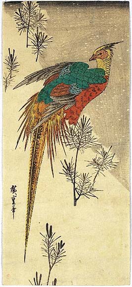 Pheasant among Young Pine on a Hill in Snow.jpg