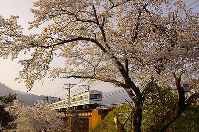 秩父鐵道蒸氣機關車050417.jpg